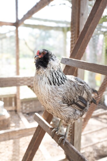 An Easter Egger at the Urban Home Garden coop enjoying a morning climb 