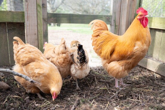 Having chickens is an excellent educational opportunity. Hannah Buser recalls that raising backyard chicks was an important part of her high-school years.