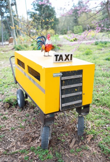 The "most pampered chickens in Tennessee" travel in a personal taxi to grassy recess areas for a bit of free-range activity.