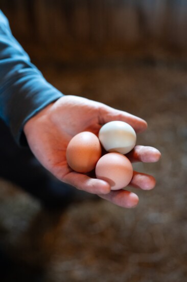 One of the most obvious benefits of urban chicken farming is access to fresh, organic eggs. 