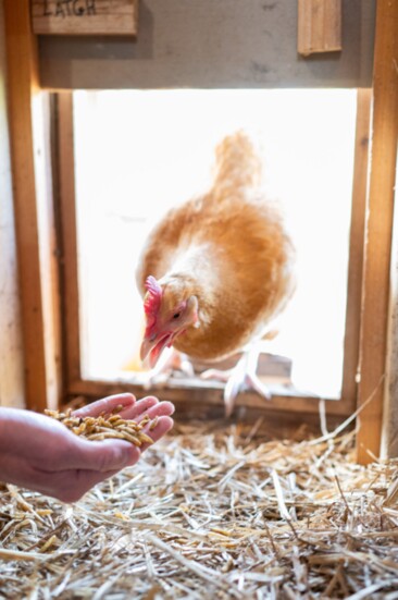 The act of caring for chickens provides a sense of purpose and connection to the natural world in an otherwise busy urban environment.