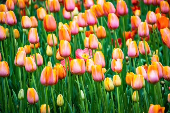 Tulip Festival