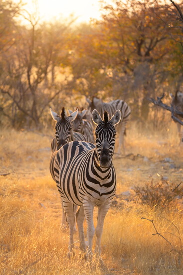 South Africa