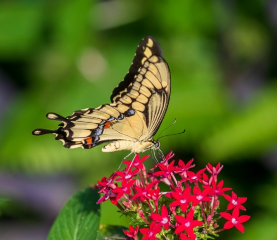 Butterfly Wonderland. Courtesy Experience Scottsdale