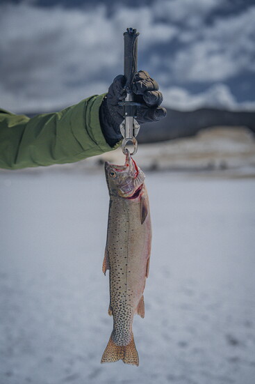 Rio Grande cutthroat trout