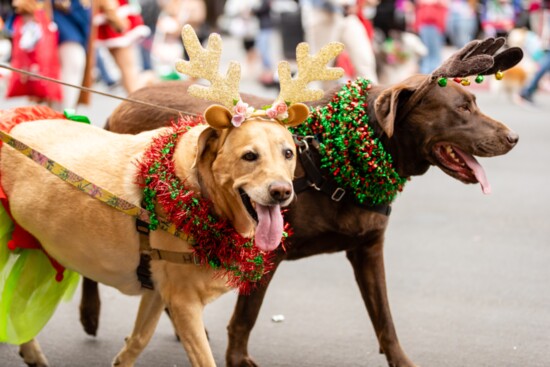 Dress up your pet and join the Reindeer Run pet parade. Judges will give prizes for winning costumes.