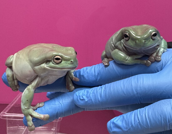 Strawberry and Marshmellow the White Tree Frogs