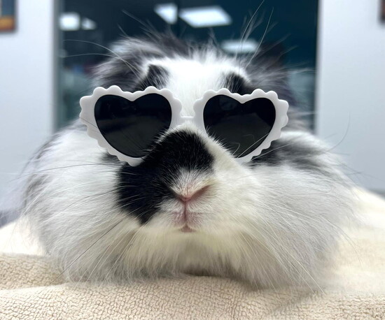 Daisy the rescue rabbit from PK rabbit program