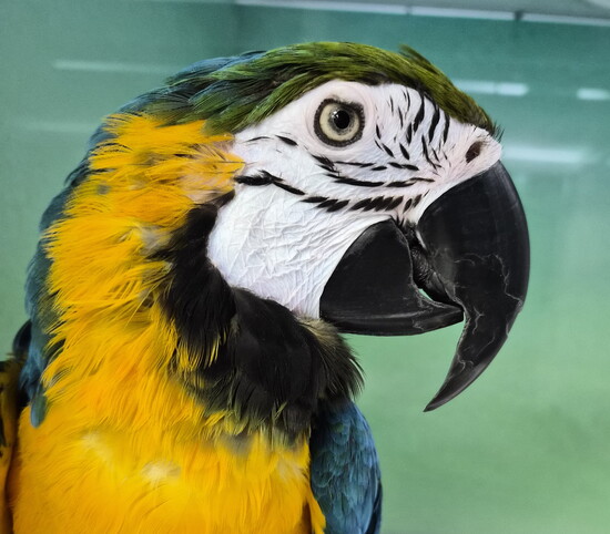 Satchi the blue and gold macaw