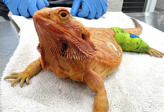 Peaches-Breaded Dragon with a splint