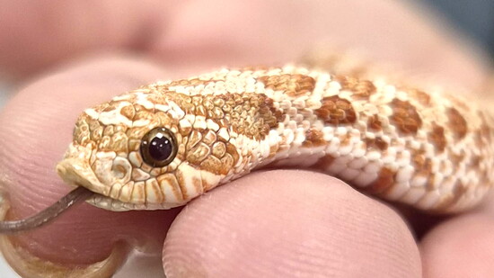 Millbee the hognose snake
