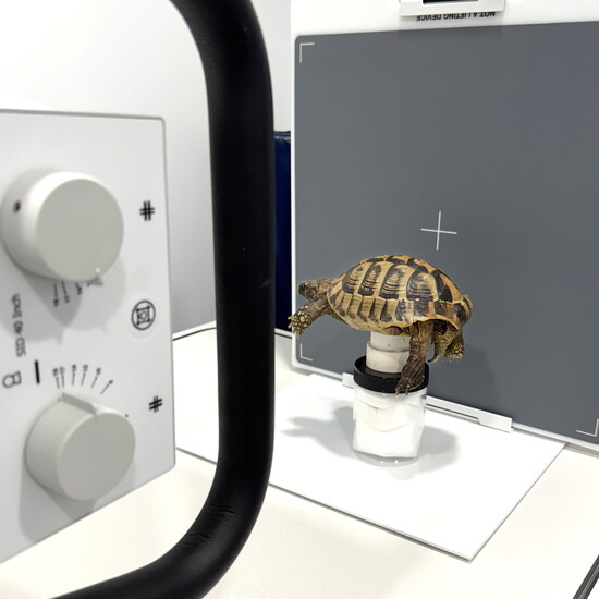 Tortoise getting a lateral beam radiograph (x-ray)