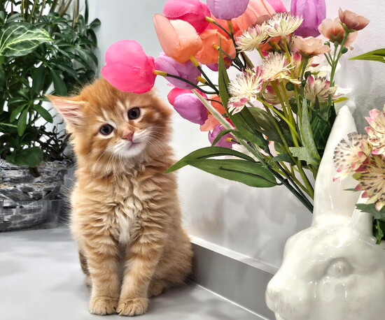 Juniper (Juni) the kitten