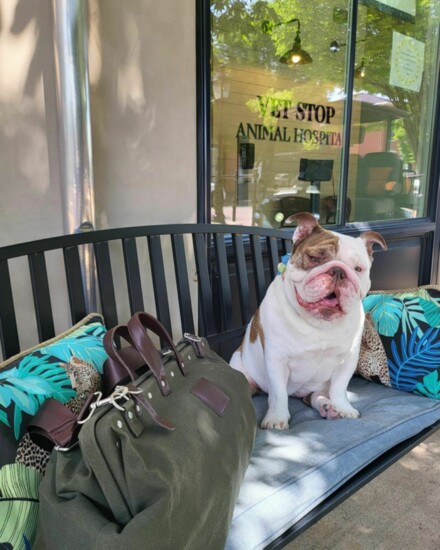 Olive ready for a Staycation at Vet Stop