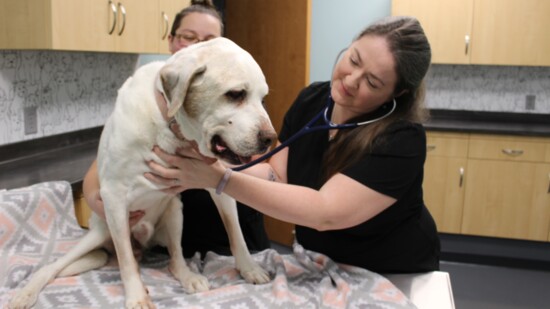 Dr. Sims examining a dog. Photo credit: Sky Mast
