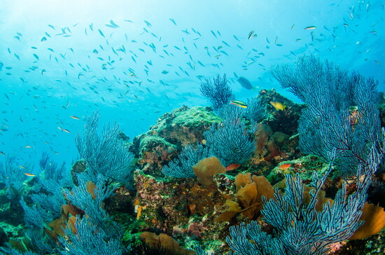 Underwater Sea Life