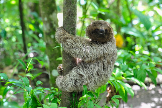 Costa Rican Sloth