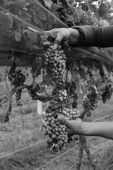 Grapes at Early Mountain Vineyards. Photo courtesy of Early Mountain Vineyards