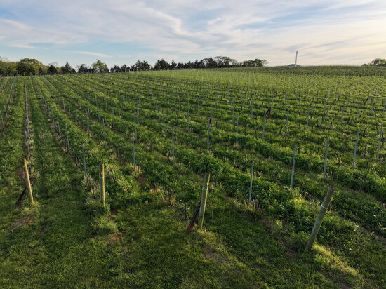 Early Mountain Vineyards. Photo courtesy of Early Mountain Vineyards