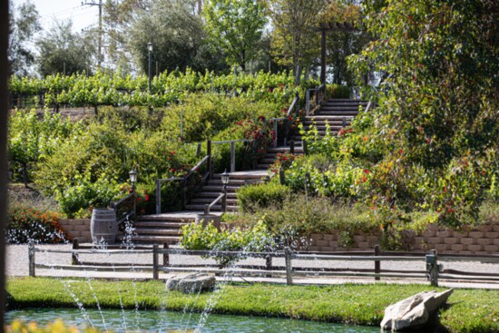 The greenery of Vitagliano's grounds thrive in the springtime sun.