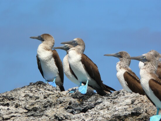 Blue Footed Boobies