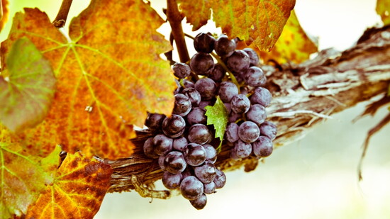 Vines and leaves at Keswick Vineyards. Photo courtesy of Keswick Vineyards.