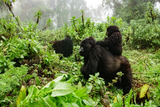 Gorillas in the rainforests of Rwanda