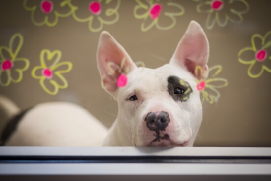 Thinking about getting a new pet? Consider adopting. 