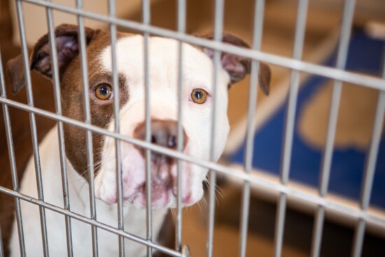 The shelter always has a number of animals looking for their forever homes.