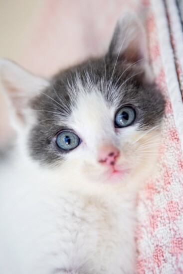 There are a number of volunteer opportunities at the shelter in Chamblee for those who want to lend their skills and talents to help. 