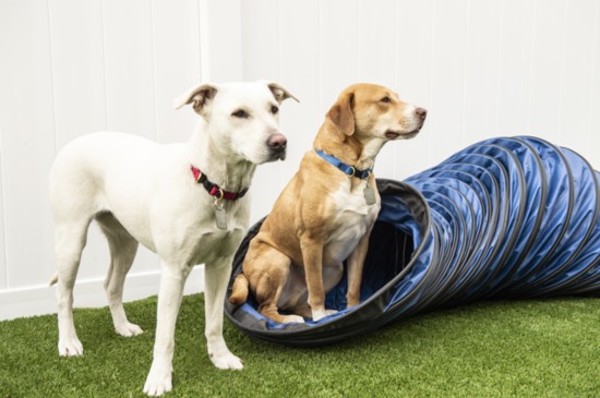 Two cute dogs wondering what just happened.