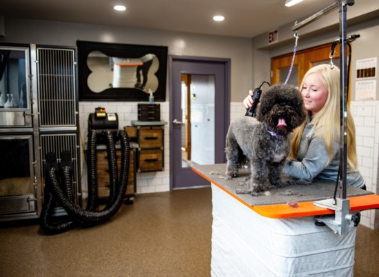 Getting gorgeous at the Wag groomers.