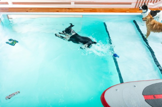 Fido takes a plunge.