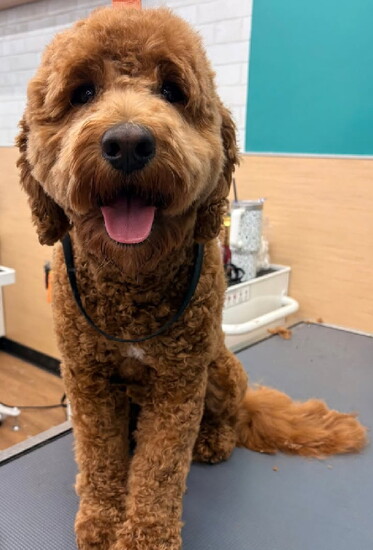 Leo showing off his full-service groom!