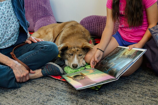 Therapy dog, Gracie helps keep young readers relaxed as they gain confidence during a PAWS for Reading session at the Severance Library.