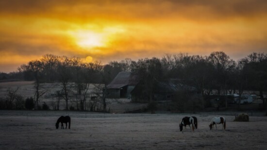 The sun rises over horses in a field near Volunteer Park.