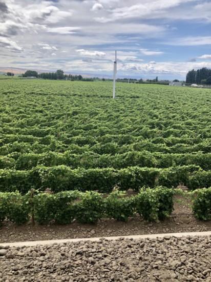 Estate grapes surround Rotie's new tasting room