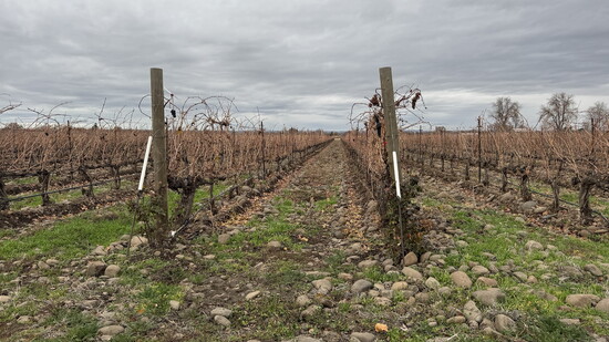 The cobblestones of The Rocks District are more than scenery — they define one of the most distinctive growing environments in American wine.