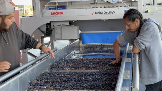 At Long Shadows: Harvest crews sort fruit with precision as the valley’s vineyards transition from growing season to winemaking.