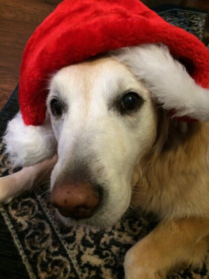 Nobody loved the holidays more than our Golden Retriever, George Bailey.