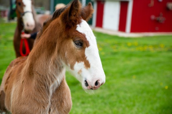 Warm Springs Ranch © Anheuser-Busch, Inc.