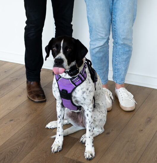 Scout, the Redlinski family's dog, is a fixture at Crossroads Chiropractic.