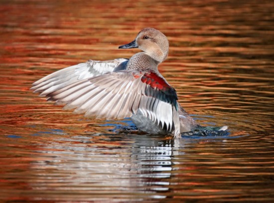 Male gadwall