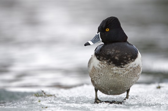 Ringneck duck