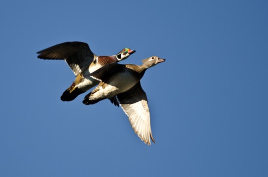 A pair of wood ducks