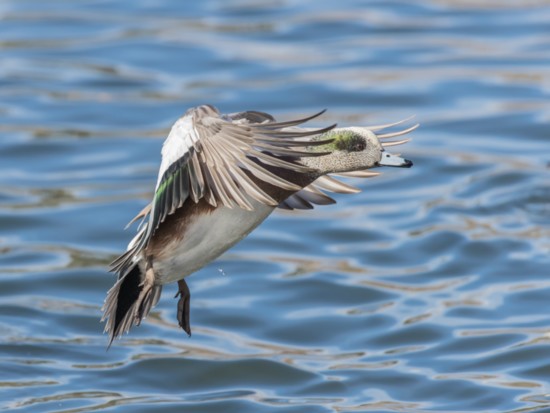 An American wigeon with its wings in braking mode drops into a flock of ducks to claim its meal.