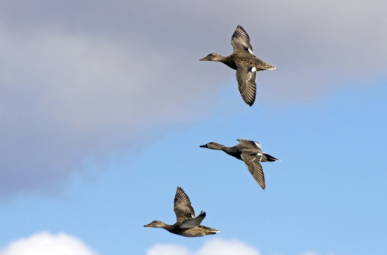 A flock of gadwall in flight