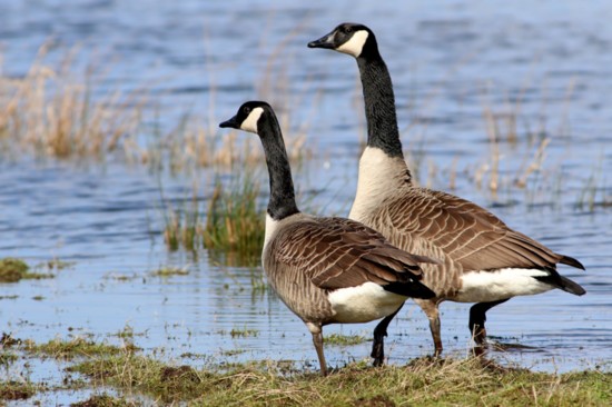 A pair of Canadian geese