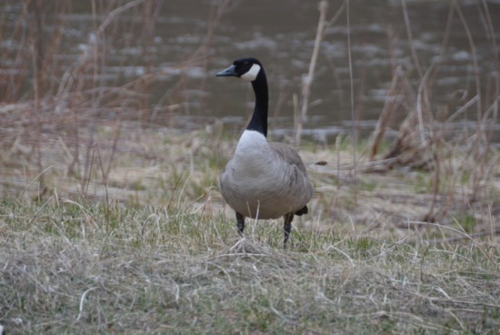 Canada geese are so common they’re occasionally a nuisance, but they’re still cool to watch.