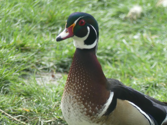 Wood ducks have beautiful plumage and a distinct call. 